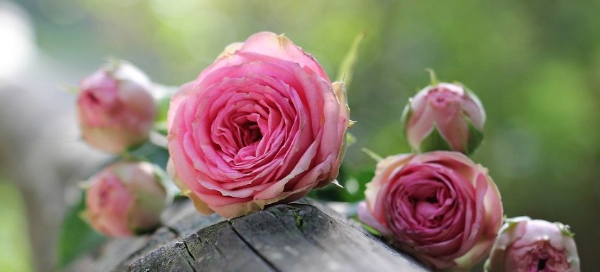 小さな花壇でも薔薇は育つ -理想を追う必要は無い-