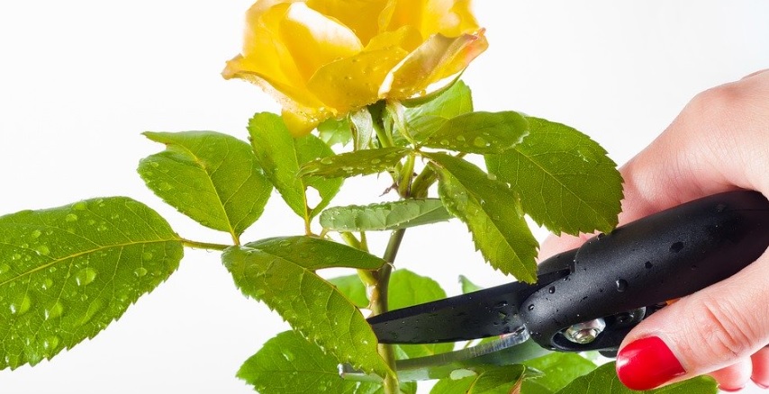 薔薇栽培を楽にする必須道具と便利道具のポイントを紹介