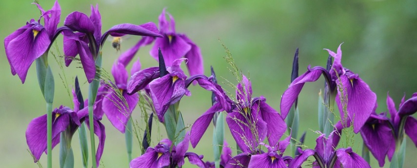 紫色のアイリスの写真