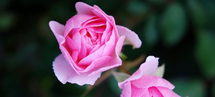 ピンク色の薔薇の写真