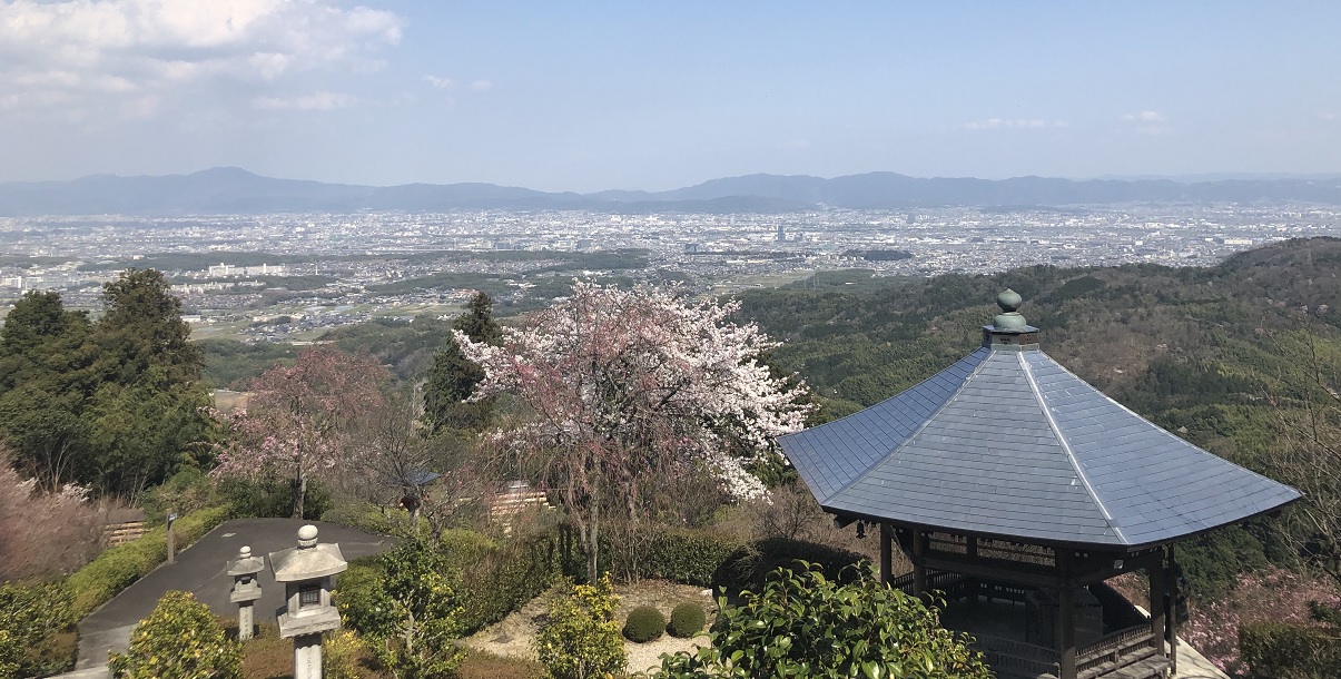 京都 善峯寺 -桂昌院ゆかりの枝垂桜と遊龍の松-