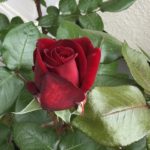 【深紅の薔薇】イングリッド バークマンの栽培と詳細な特徴を紹介