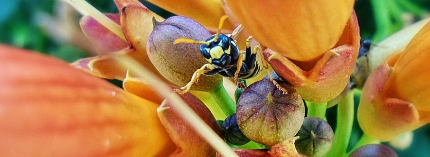 花につくアシナガバチ