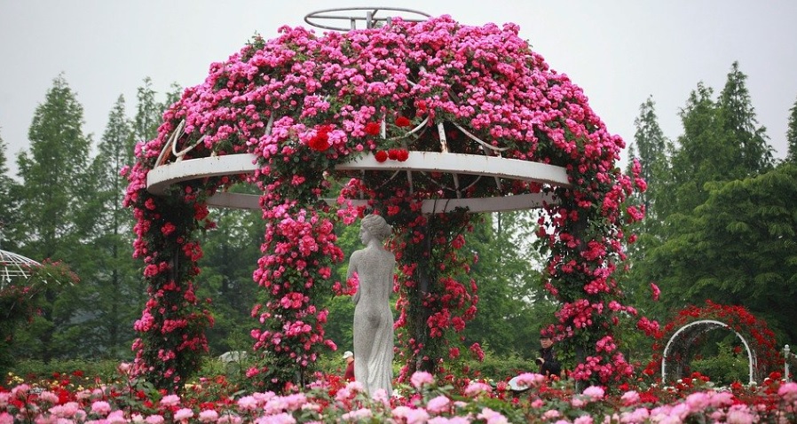 薔薇園は薔薇栽培を学ぶ最高の場所