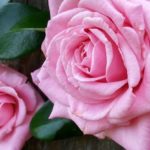 摘蕾 (摘心) 有無による薔薇の花のサイズ変化を実測