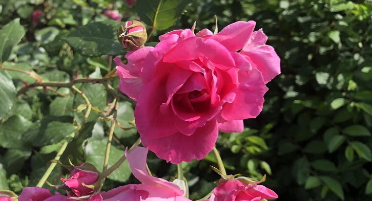 香りの薔薇「だんじり囃」の特徴・耐病性と育て方