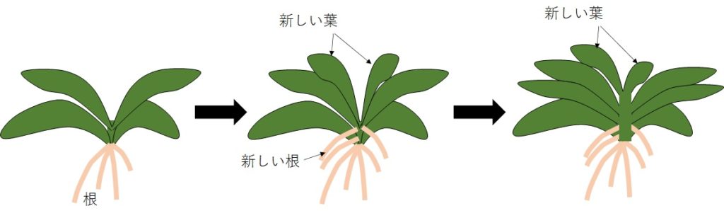 胡蝶蘭の成長過程の様子