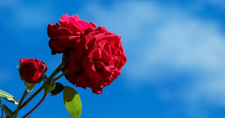 青空に映える深紅の薔薇の写真