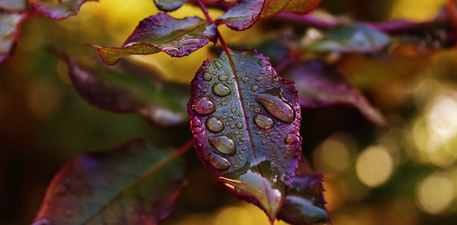 薔薇の夏バテ防止には葉に直接栄養を与える葉水も効果的