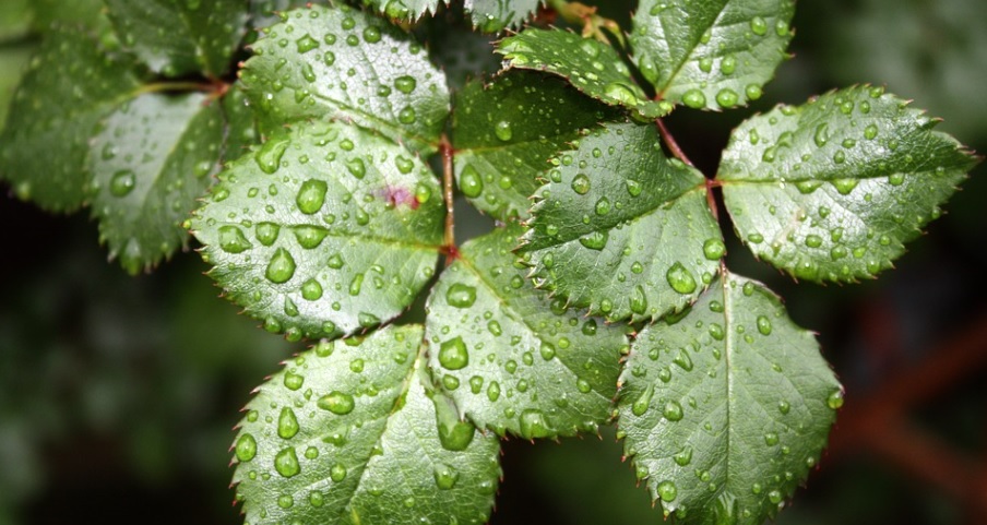 梅雨時期は薔薇の葉を整理する最適な時期 -黒星病とハダニの防止-