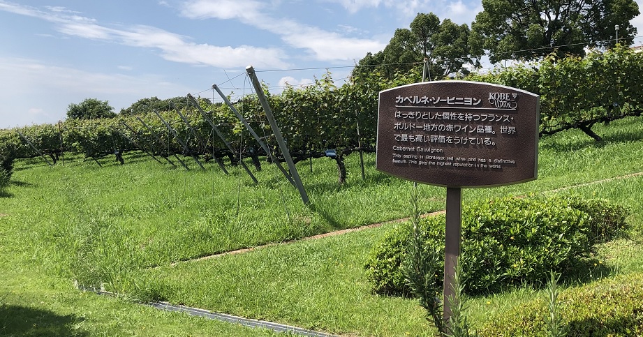 神戸ワイナリーのカベルネ・ソーヴィニョンの葡萄畑