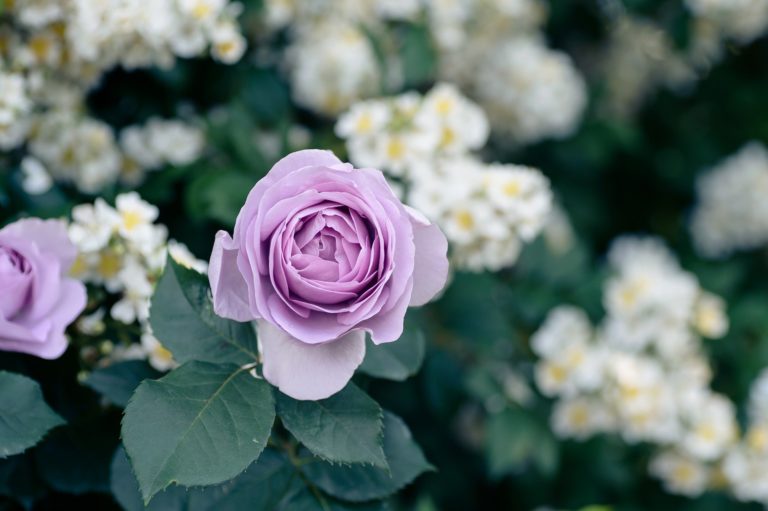 明日は明日の薔薇が咲く