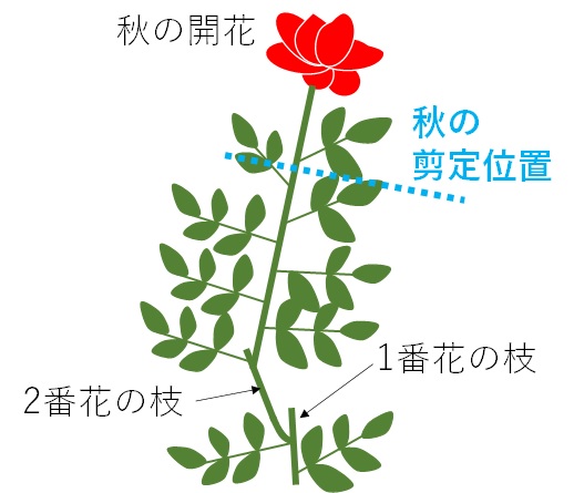 秋の薔薇 花後のお勧めの剪定法を御紹介 明日は明日の薔薇が咲く