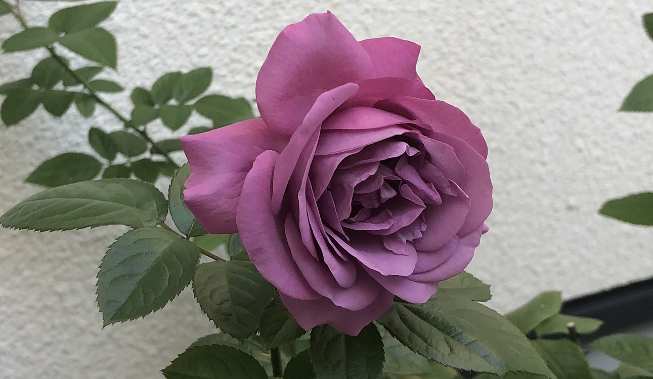 癌腫病から回復した薔薇が開花 癌腫は克服可能 明日は明日の薔薇が咲く