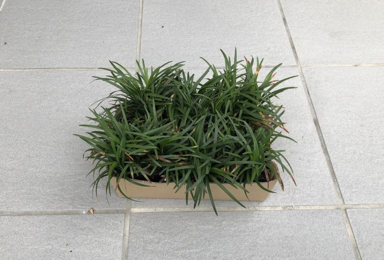 タマリュウの植栽で玄関前に緑を導入 明日は明日の薔薇が咲く