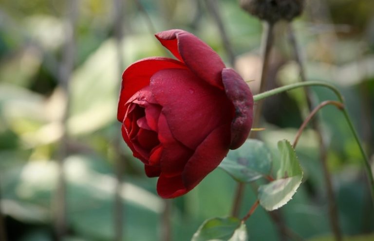 晩秋の薔薇は葉をたくさん残して休眠の準備 明日は明日の薔薇が咲く