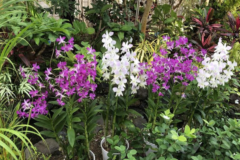 伊丹市昆虫館 温室の蘭や観葉植物の鑑賞もお勧め 明日は明日の薔薇が咲く