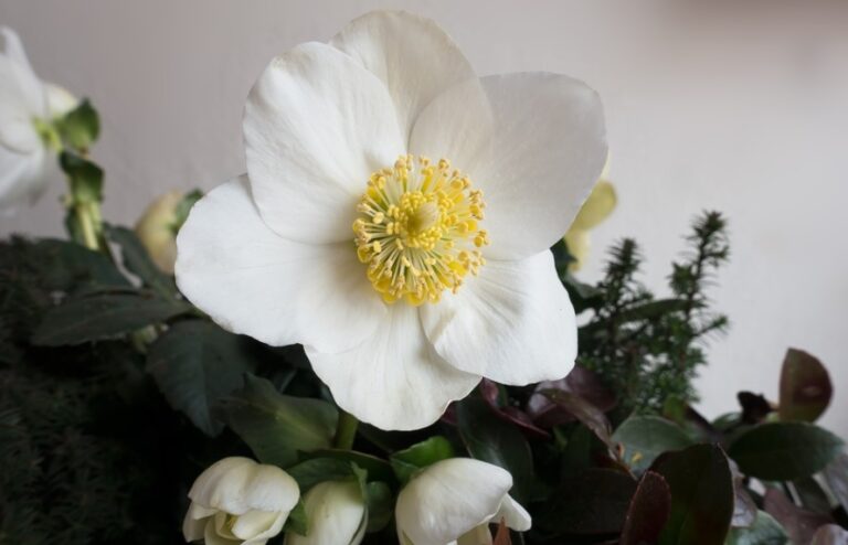 クリスマスローズの花数が少なくなる理由とは 根腐れの実例 明日は明日の薔薇が咲く