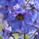 薔薇に合う青色の花「デルフィニウム」の栽培方法と成長記録