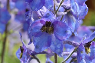 薔薇に合う青色の花「デルフィニウム」の栽培方法と成長記録