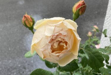 【薔薇】ジュード・ジ・オブスキュアの栽培記録 -注意点や特徴を紹介-