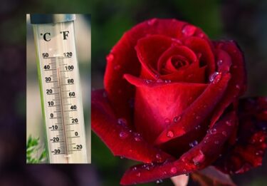 春の薔薇の開花日は平均気温と大きな関係がある