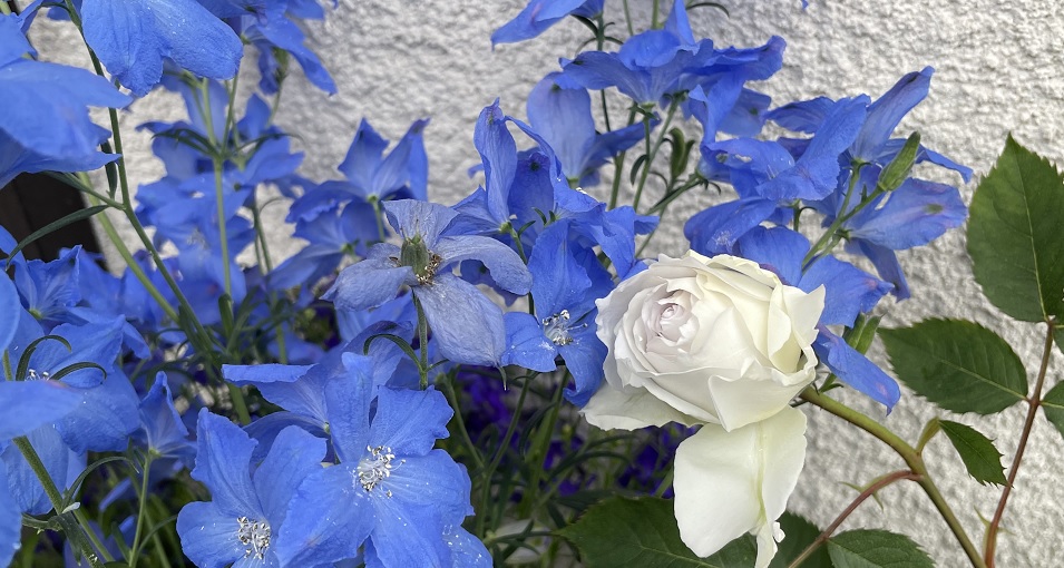 薔薇に合う青色の花 デルフィニウム の栽培方法と成長記録 明日は明日の薔薇が咲く