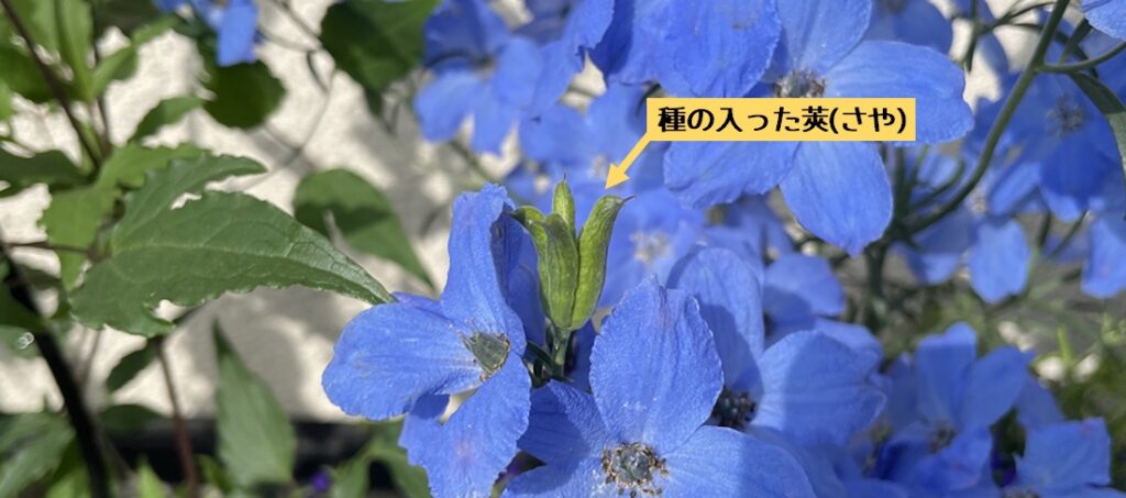 薔薇に合う青色の花 デルフィニウム の栽培方法と成長記録 明日は明日の薔薇が咲く