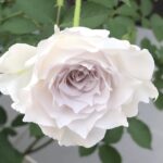 【薔薇】癌腫発症のガブリエルの状況報告と今後について