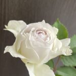 【薔薇】ガブリエルは弱くない！癌腫を克服し無事開花！