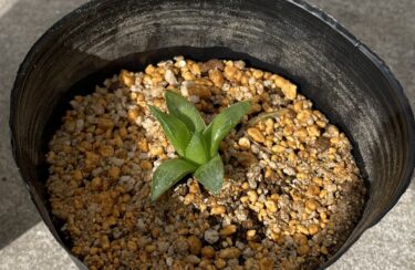 ハオルチアは栽培条件 (日照条件) で成長が激変！実験結果を紹介