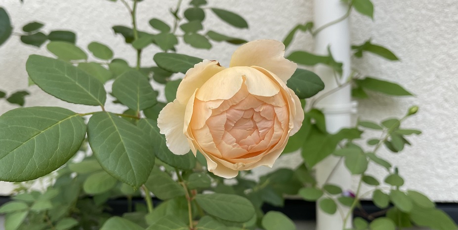 薔薇 ジュード ジ オブスキュアの栽培記録 注意点や特徴を紹介 明日は明日の薔薇が咲く