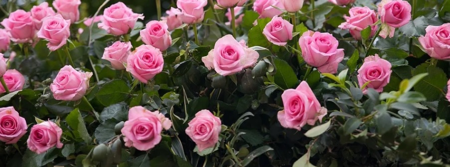 薔薇にハダニが発生しにくい栽培環境とハダニ抑制方法について 明日は明日の薔薇が咲く