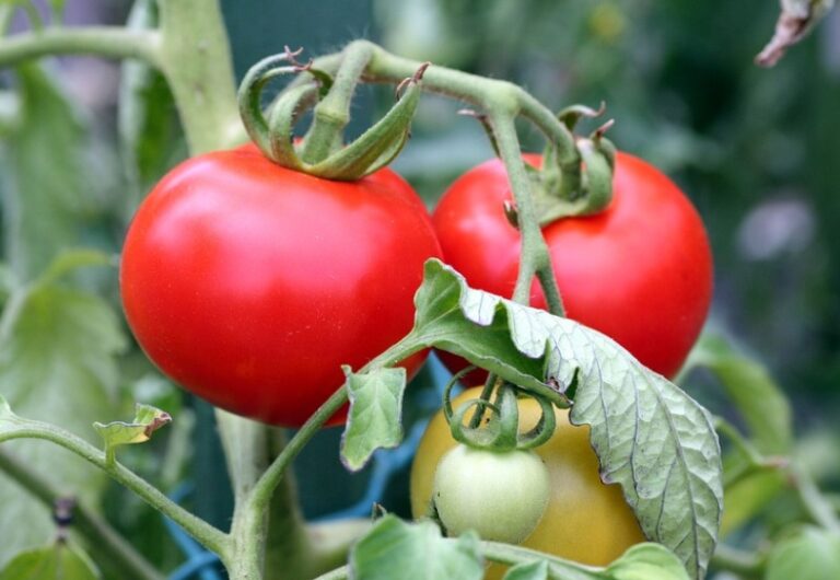 中玉トマトを鈴なりで実らせよう 栽培の実例と工夫を紹介 明日は明日の薔薇が咲く