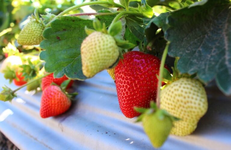 ハダニや葉焼けを受けた苺を回復させる方法 明日は明日の薔薇が咲く ハダニや葉焼けを受けた苺を回復させる方法 明日は明日の薔薇が咲く