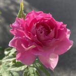 【薔薇】シェエラザートの栽培記録と特徴の詳細 -新苗からの育て方-