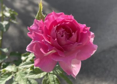 【薔薇】シェエラザートの栽培記録と特徴の詳細 -新苗からの育て方-