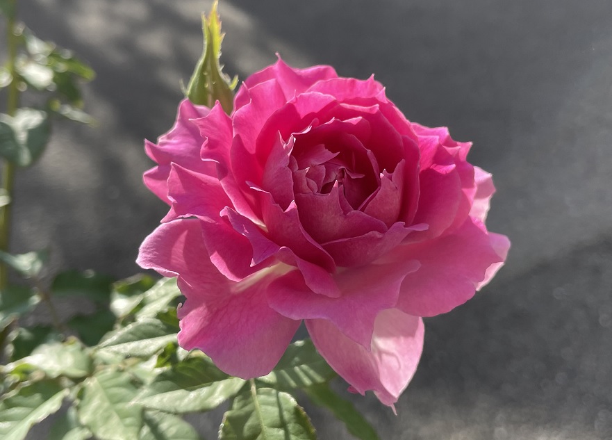 薔薇 シェエラザートの栽培記録と特徴の詳細 新苗からの育て方 明日は明日の薔薇が咲く