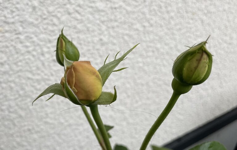 薔薇の蕾が開花しない理由とは 原因を考えて次こそ咲かせましょう 明日は明日の薔薇が咲く