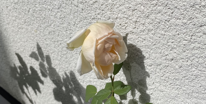 薔薇 ジュード ジ オブスキュアの栽培記録 注意点や特徴を紹介 明日は明日の薔薇が咲く
