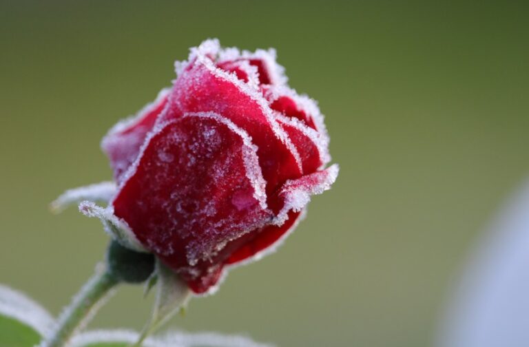 冬剪定前の薔薇のお世話 蕾や葉の処理の考え方 明日は明日の薔薇が咲く