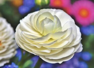 ラナンキュラスは一番最初に開く蕾が最も大きく豪華に咲く！花サイズの変化を実測