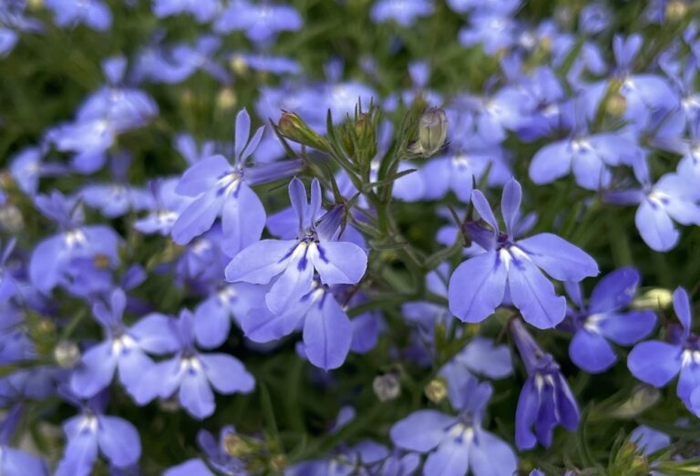 アズーロコンパクトを鉢一杯に咲かせよう！目指せ、見本鉢！ | 明日は