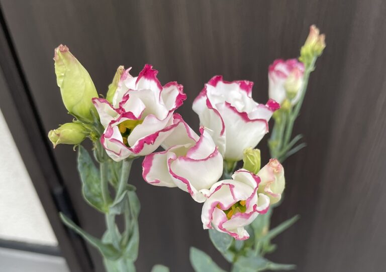 トルコキキョウの育て方 植え付けから開花までを実例で紹介 明日は明日の薔薇が咲く