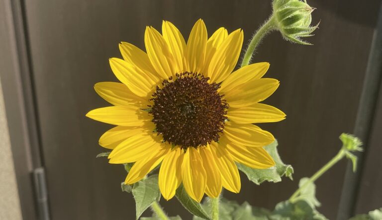 長く咲き続ける多花性ヒマワリ アポロン の栽培を実例で紹介 明日は明日の薔薇が咲く