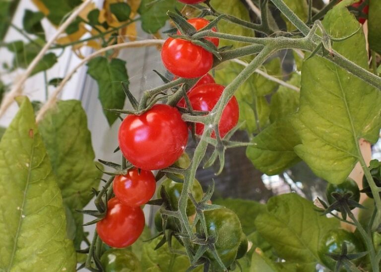 秋どれミニトマトを種から育てよう！ | 明日は明日の薔薇が咲く