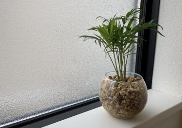 【東京寿園】ハイドロカルチャーの観葉植物をレビュー