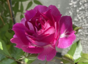 【薔薇】春の開花後の大切なお世話と管理について
