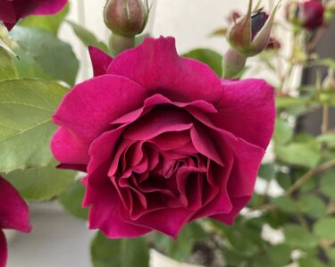 【薔薇】オデュッセイアの栽培記録・特徴・育て方の詳細