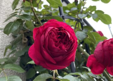 【薔薇】一季咲き・返り咲き品種の夏の状態・管理について